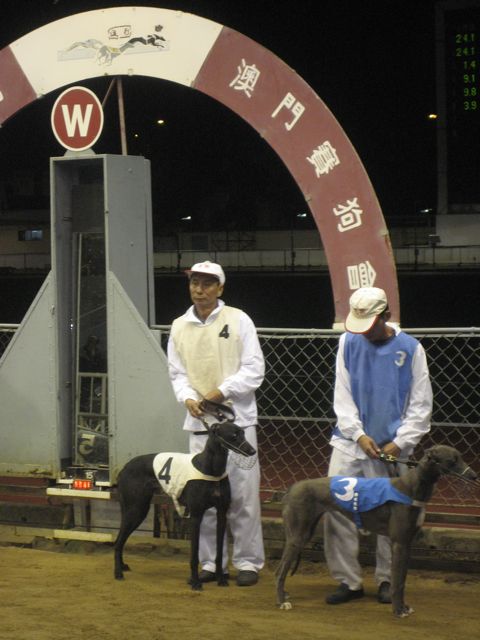 Dogs paraded before the race